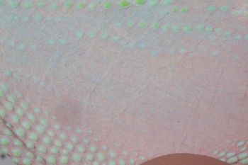 Media type: image;   Herpetology R-189458